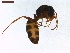  ( - LS-IRBI-CANOP0811)  @12 [ ] Copyright (2021) Lucas Sire Institut de Recherche sur la Biologie de l Insecte