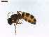  ( - LS-IRBI-CANOP0815)  @12 [ ] Copyright (2021) Lucas Sire Institut de Recherche sur la Biologie de l Insecte