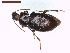  ( - LS-IRBI-CANOP0816)  @11 [ ] Copyright (2021) Lucas Sire Institut de Recherche sur la Biologie de l Insecte
