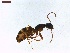  ( - LS-IRBI-CANOP0817)  @12 [ ] Copyright (2021) Lucas Sire Institut de Recherche sur la Biologie de l Insecte