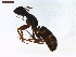  ( - LS-IRBI-CANOP0819)  @12 [ ] Copyright (2021) Lucas Sire Institut de Recherche sur la Biologie de l Insecte