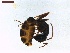  ( - LS-IRBI-CANOP0822)  @12 [ ] Copyright (2021) Lucas Sire Institut de Recherche sur la Biologie de l Insecte
