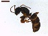  ( - LS-IRBI-CANOP0823)  @12 [ ] Copyright (2021) Lucas Sire Institut de Recherche sur la Biologie de l Insecte