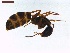  ( - LS-IRBI-CANOP0832)  @12 [ ] Copyright (2021) Lucas Sire Institut de Recherche sur la Biologie de l Insecte