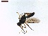  ( - LS-IRBI-CANOP0843)  @11 [ ] Copyright (2021) Lucas Sire Institut de Recherche sur la Biologie de l Insecte