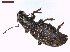  ( - LS-IRBI-CANOP0854)  @11 [ ] Copyright (2021) Lucas Sire Institut de Recherche sur la Biologie de l Insecte