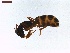 ( - LS-IRBI-CANOP0857)  @12 [ ] Copyright (2021) Lucas Sire Institut de Recherche sur la Biologie de l Insecte