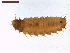  ( - LS-IRBI-CANOP0872)  @11 [ ] Copyright (2021) Lucas Sire Institut de Recherche sur la Biologie de l Insecte