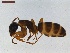  (Camponotus fallax - LS-IRBI-CANOP0875)  @13 [ ] Copyright (2021) Lucas Sire Institut de Recherche sur la Biologie de l Insecte