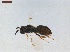  ( - LS-IRBI-CANOP0878)  @11 [ ] Copyright (2021) Lucas Sire Institut de Recherche sur la Biologie de l Insecte