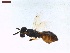  ( - LS-IRBI-CANOP0882)  @11 [ ] Copyright (2021) Lucas Sire Institut de Recherche sur la Biologie de l Insecte