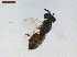  ( - LS-IRBI-CANOP0885)  @11 [ ] Copyright (2021) Lucas Sire Institut de Recherche sur la Biologie de l Insecte