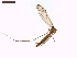  ( - LS-IRBI-CANOP0897)  @11 [ ] Copyright (2021) Lucas Sire Institut de Recherche sur la Biologie de l Insecte