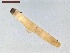  ( - LS-IRBI-CANOP0990)  @11 [ ] Copyright (2021) Lucas Sire Institut de Recherche sur la Biologie de l Insecte