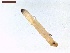  ( - LS-IRBI-CANOP1054)  @11 [ ] Copyright (2021) Lucas Sire Institut de Recherche sur la Biologie de l Insecte