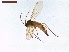  ( - LS-IRBI-CANOP1104)  @11 [ ] Copyright (2021) Lucas Sire Institut de Recherche sur la Biologie de l Insecte