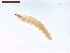 ( - LS-IRBI-CANOP1119)  @11 [ ] Copyright (2021) Lucas Sire Institut de Recherche sur la Biologie de l Insecte