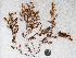  ( - AMS00137)  @11 [ ] by-nc (2022) Unspecified Canadian Museum of Nature