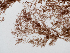  ( - AMS00159)  @11 [ ] by-nc (2022) Unspecified Canadian Museum of Nature