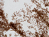  ( - AMS00159)  @11 [ ] by-nc (2022) Unspecified Canadian Museum of Nature