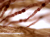  ( - AMS00159)  @11 [ ] by-nc (2022) Unspecified Canadian Museum of Nature