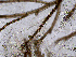  ( - AMS00196)  @11 [ ] by-nc (2022) Unspecified Canadian Museum of Nature