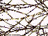  ( - AMS00196)  @11 [ ] by-nc (2022) Unspecified Canadian Museum of Nature