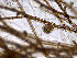  ( - AMS00196)  @11 [ ] by-nc (2022) Unspecified Canadian Museum of Nature