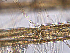  ( - AMS00196)  @11 [ ] by-nc (2022) Unspecified Canadian Museum of Nature
