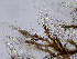 ( - AMS00196)  @11 [ ] by-nc (2022) Unspecified Canadian Museum of Nature