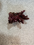  ( - AMS00582)  @11 [ ] CreativeCommons  Attribution Non-Commercial (2023) Unspecified Canadian Museum of Nature