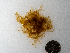  (Scagelia pylaisei - AMS00974)  @11 [ ] by-nc (2022) Unspecified Canadian Museum of Nature