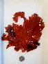  ( - AMS00975)  @11 [ ] by-nc (2022) Unspecified Canadian Museum of Nature