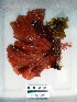  ( - AMS01013)  @11 [ ] by-nc (2022) Unspecified Canadian Museum of Nature