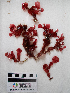 ( - AMS01016)  @11 [ ] by-nc (2022) Unspecified Canadian Museum of Nature