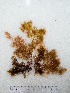 ( - AMS01030)  @11 [ ] by-nc (2022) Unspecified Canadian Museum of Nature