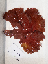  ( - AMS01047)  @11 [ ] by-nc (2022) Unspecified Canadian Museum of Nature