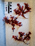  ( - AMS01073)  @11 [ ] by-nc (2022) Unspecified Canadian Museum of Nature