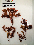 ( - AMS01089)  @11 [ ] by-nc (2022) Unspecified Canadian Museum of Nature