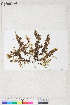  ( - Dally-Belanger22)  @11 [ ] by-nc (2022) Unspecified Canadian Museum of Nature