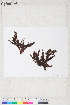  ( - Dally-Belanger30)  @11 [ ] by-nc (2022) Unspecified Canadian Museum of Nature