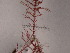  ( - JC00011)  @11 [ ] CreativeCommons - Attribution Share-Alike (2023) Unspecified Canadian Museum of Nature