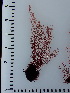  (Polysiphonia stricta - JLC00149)  @11 [ ] by-nc (2022) Unspecified Canadian Museum of Nature