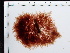  (Callithamnion corybosum - JLC00161)  @11 [ ] by-nc (2022) Unspecified Canadian Museum of Nature