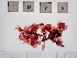  ( - LD00075)  @11 [ ] by-nc (2022) Unspecified Canadian Museum of Nature
