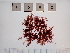  (Ptilota gunneri - LD00088)  @11 [ ] by-nc (2022) Unspecified Canadian Museum of Nature