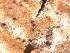  ( - CAP-FUN-004)  @11 [ ] CreativeCommons - Attribution Non-Commercial (2019) Unspecified Norwegian Institute for Nature Research