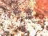  (Dactylospora sp - CAP-FUN-028)  @11 [ ] CreativeCommons - Attribution Non-Commercial (2019) Unspecified Norwegian Institute for Nature Research