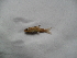  ( - T1c-A3)  @11 [ ] No Rights Reserved  Unspecified Unspecified
