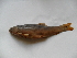  (Capoeta banarescui - Cob1e-C5)  @14 [ ] No Rights Reserved  Unspecified Unspecified